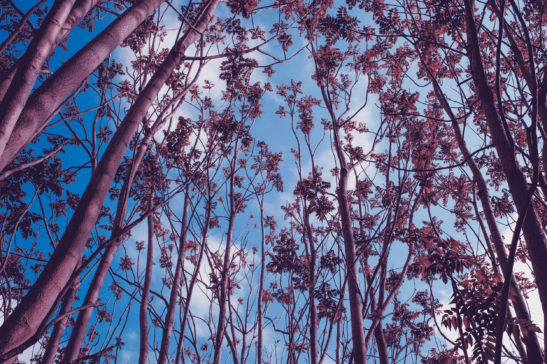 photograph of the tops of pink trees that reveal the blue sky with candied white clouds