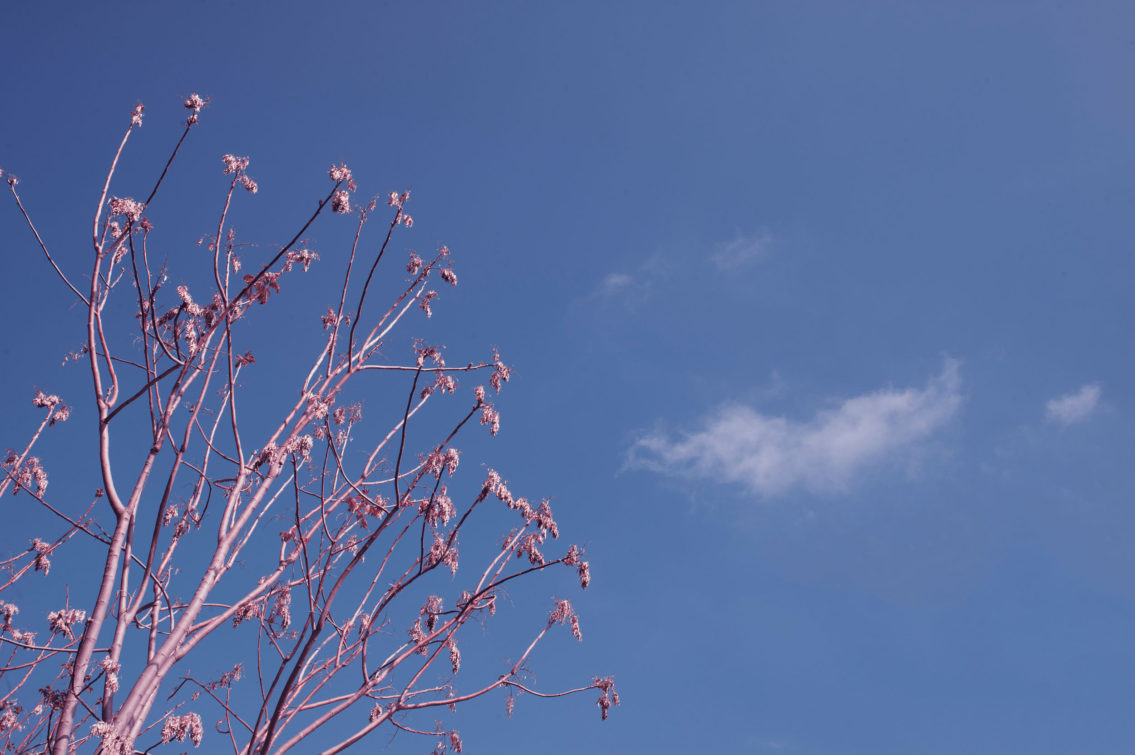 photograph of pink tree branches and blue sky c with delicate clouds