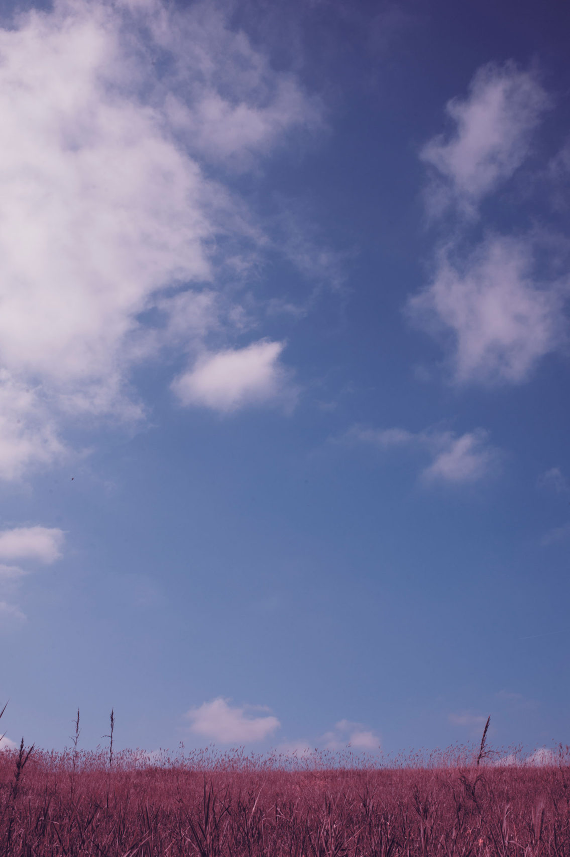 photograph of a pink meadow and blue sky with clouds