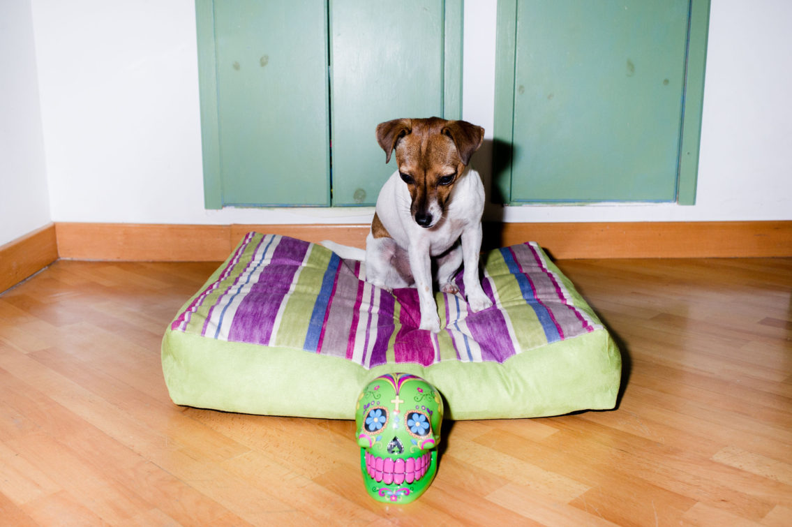 Dog watching holy death from above to his pillow