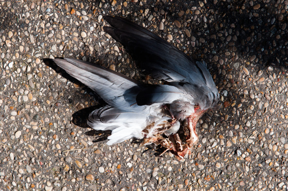 Remains of pigeon wings torn off and left on the road