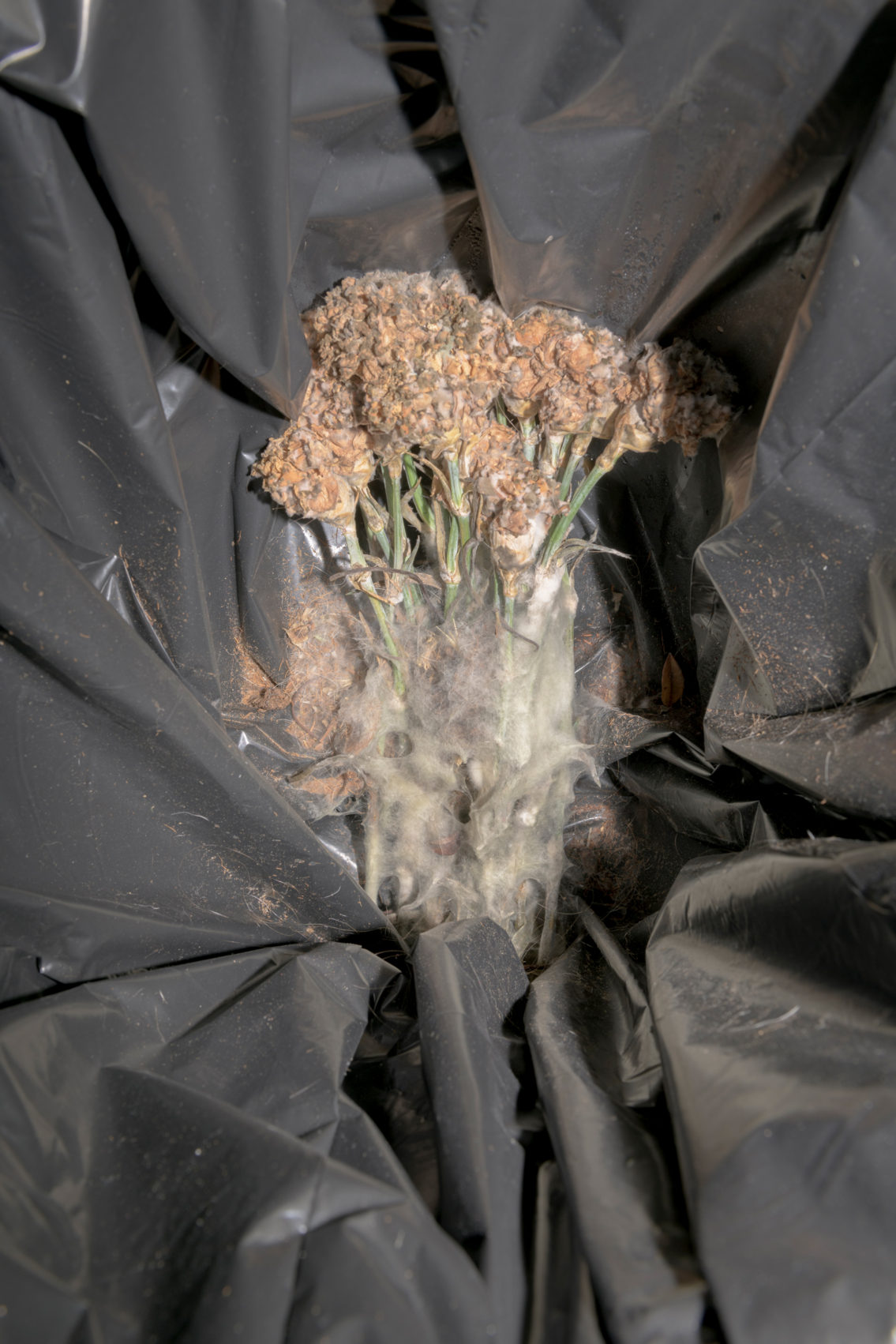 carnations in the garbage have given rise to mold
